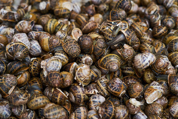 Life raw snails for sale in Chania street market as a background.