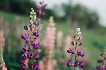 Blooming macro lupine flower. Lupinus, lupin, lupine field with pink purple flower. Bunch of lupines summer flower background. A field of lupines.