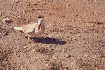 Obraz premium A poor dirty duck on the ground. Copy space.