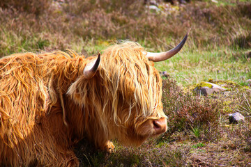 Highlander