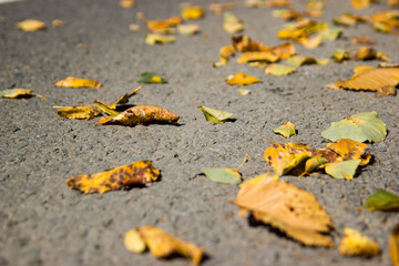 Yellow fallen leaves on asphalt. Golden autumn street. Last sunny day weather. Beautiful comfortable safety City life.