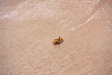 Krabbe am Strand