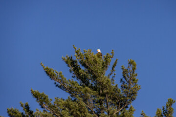 eagle on pine branches against blue sky