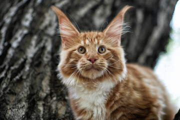 A big red maine coon kitten sitting on a tree in a forest in summer.