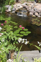 pond with flowers