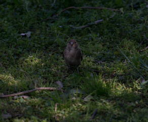 sparrow in the woods