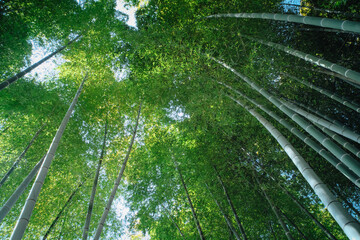 Fototapeta na wymiar Bamboo Forest at Kodaiji Temple (Kodai-ji) in Kyoto, Japan.