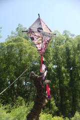 KITE IN A FOREST 