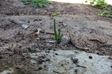 green plant in soil