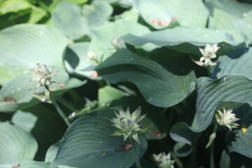 flower in the garden