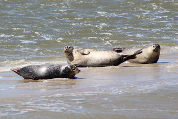 Earless seal on a mudflat.