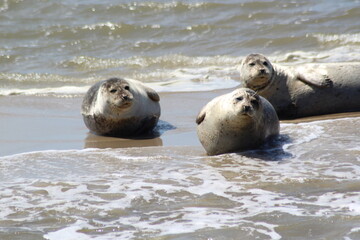 Earless seal on a mudflat. © Marije Kouyzer