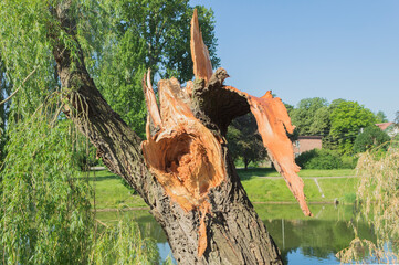 Broken trunk and pieces of bark of a large tree