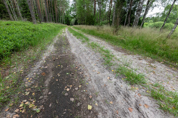 Fototapeta premium Dirt road leading through the forest. Coniferous forest in Central Europe.