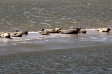Earless seal on a mudflat. © Marije Kouyzer