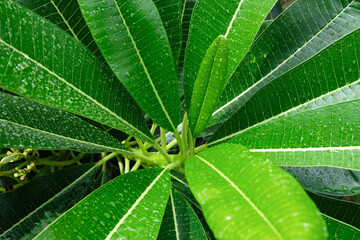 close up of green leaf