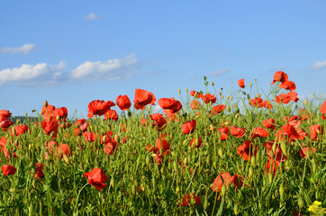 Rapsfeld mit roten Mohnblumen
