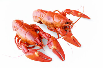 lobster on white background