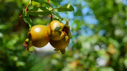 Three ripe red juicy fruit mini dwarf pomegranate fruits close-up grow on a green tree branch, swing in the wind against the background of sunlight and the sun. Slow motion video