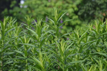 Tarragon plant