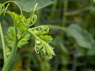 Delicate shoots of leaves of decorative pumpkin varieties