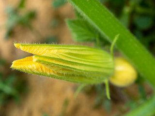 Delicate shoots of leaves of decorative pumpkin varieties. Flowers and fruits