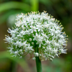 Selective focus of Garlic Chives flower