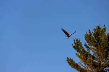 eagle in flight