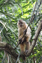 Fototapeta premium Macaco