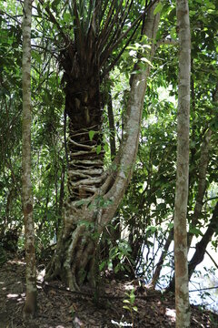 Planta Parasita