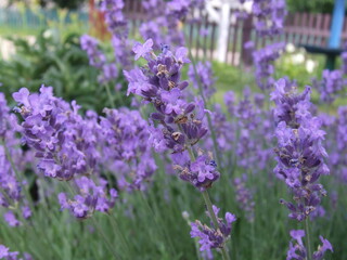 Furry bumblebee getting nectar from a blue lavender flowering plant - macro front view, blurry