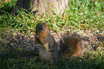 Naklejka na ściany i meble Baby Squirrel Loves Nuts
