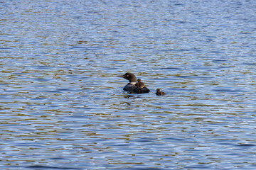 female loon with baby's on the lake