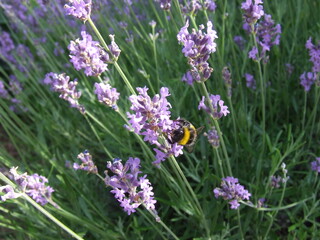 Furry bumblebee getting nectar from a blue lavender flowering plant - macro front view, blurry
