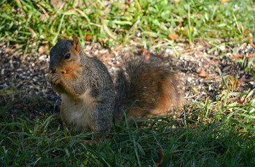 Baby Squirrel Loves Nuts