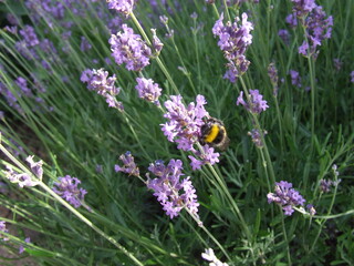 Furry bumblebee getting nectar from a blue lavender flowering plant - macro front view, blurry