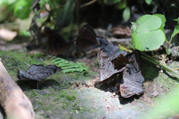Mariposa