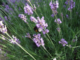 Obraz premium Furry bumblebee getting nectar from a blue lavender flowering plant - macro front view, blurry