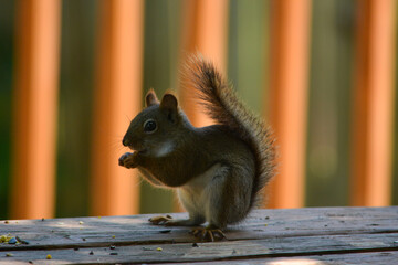 Naklejka na ściany i meble Baby Squirrel Loves Nuts