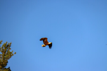 Fototapeta na wymiar eagle in flight with fish