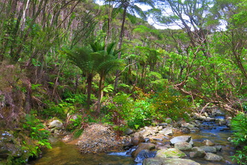 Creekvalley in Coromandel New Zealand