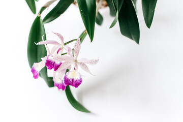 Obraz premium Blooming orchid against white space 