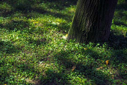 green grass garden on summer