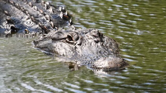 Alligator in Florida Video Clip in 4k