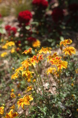 Obraz premium yellow flowers in the garden