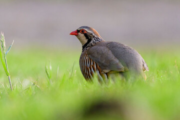 A red-legged partridge (Alectoris rufa)