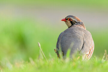 A red-legged partridge (Alectoris rufa)