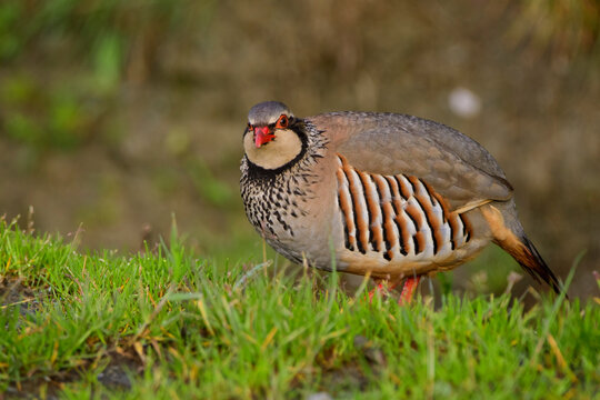 A red-legged partridge (Alectoris rufa)