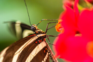 a macro image of a black and white striped butterfly feeding from a blooming flower 