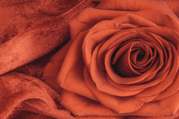 coral color rose macro on velvet